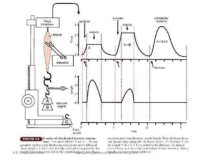 И. В. Мирошниченко кафедра нормальной физиологии Ор. ГМА И. В. Мирошниченко кафедра нормальной физиологии Ор. ГМА