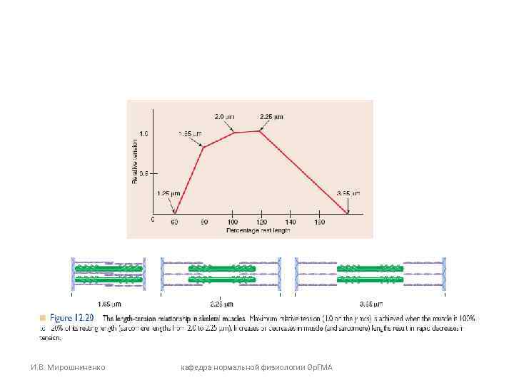 И. В. Мирошниченко кафедра нормальной физиологии Ор. ГМА И. В. Мирошниченко кафедра нормальной физиологии Ор. ГМА