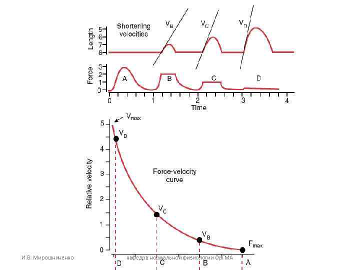 И. В. Мирошниченко кафедра нормальной физиологии Ор. ГМА И. В. Мирошниченко кафедра нормальной физиологии Ор. ГМА