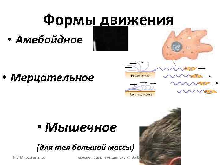 Формы движения • Амебойдное • Мерцательное • Мышечное Формы движения • Амебойдное • Мерцательное • Мышечное