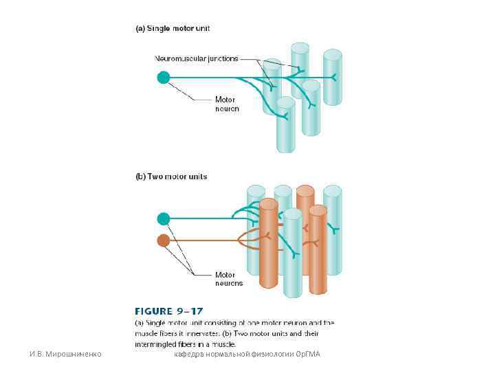 И. В. Мирошниченко кафедра нормальной физиологии Ор. ГМА И. В. Мирошниченко кафедра нормальной физиологии Ор. ГМА