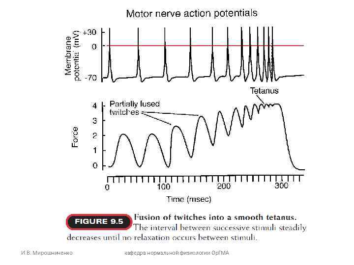 И. В. Мирошниченко кафедра нормальной физиологии Ор. ГМА И. В. Мирошниченко кафедра нормальной физиологии Ор. ГМА