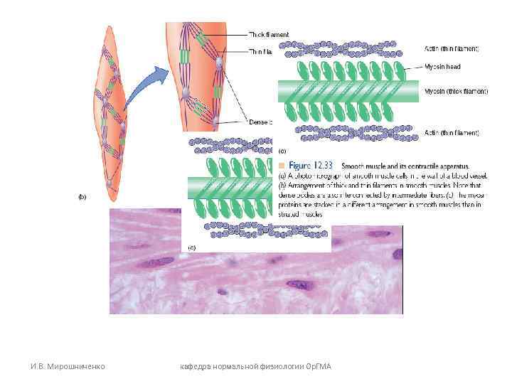 И. В. Мирошниченко кафедра нормальной физиологии Ор. ГМА И. В. Мирошниченко кафедра нормальной физиологии Ор. ГМА