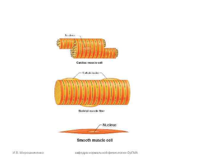 И. В. Мирошниченко кафедра нормальной физиологии Ор. ГМА И. В. Мирошниченко кафедра нормальной физиологии Ор. ГМА