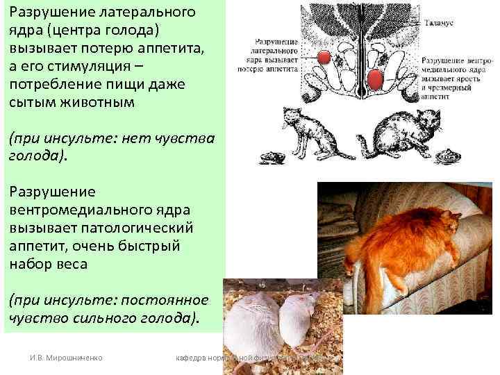 Разрушение латерального ядра (центра голода) вызывает потерю аппетита, а его стимуляция – потребление пищи