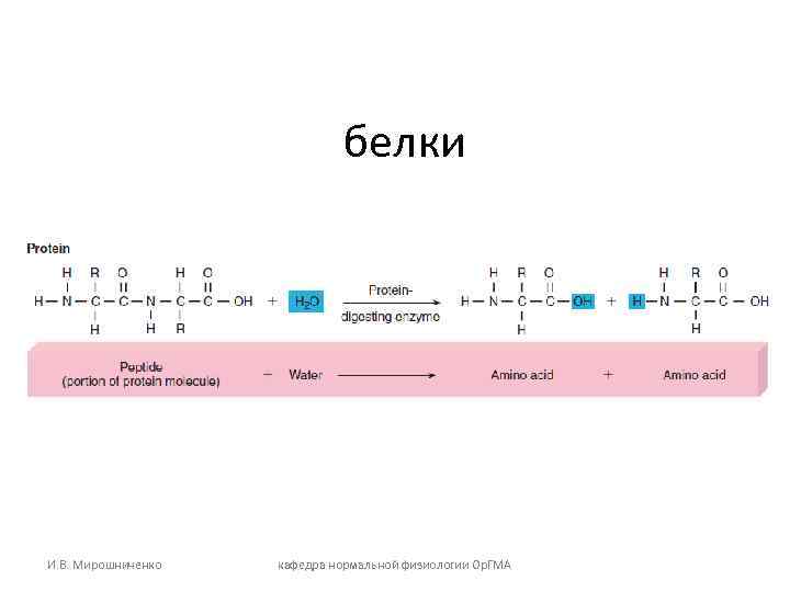      белки И. В. Мирошниченко  кафедра нормальной физиологии Ор.