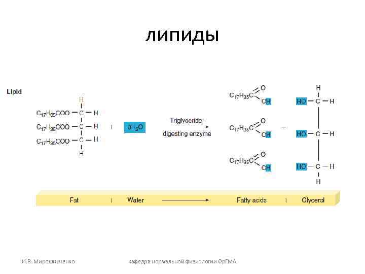      липиды И. В. Мирошниченко  кафедра нормальной физиологии Ор.