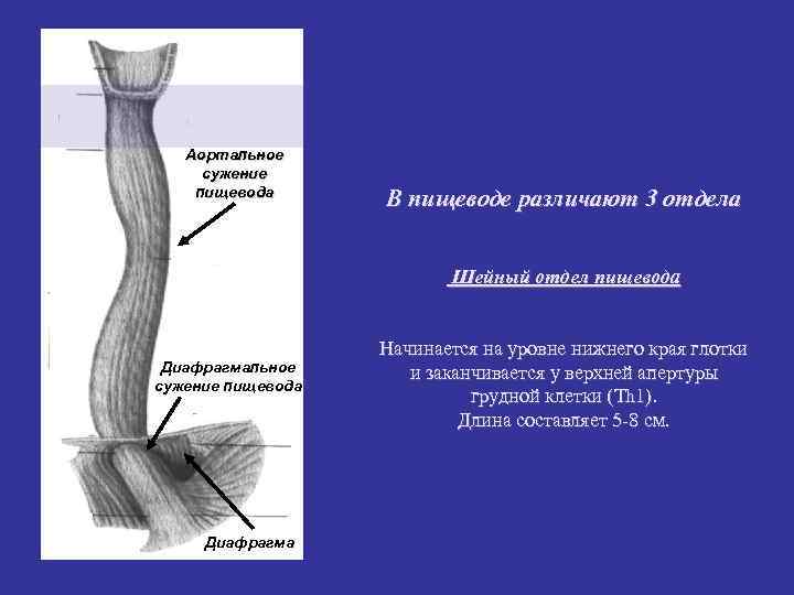 Аортальное сужение пищевода В пищеводе различают 3 отдела Аортальное сужение пищевода В пищеводе различают 3 отдела