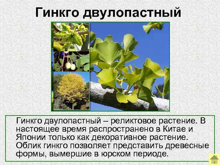  Гинкго двулопастный – реликтовое растение. В  настоящее время распространено в Китае и