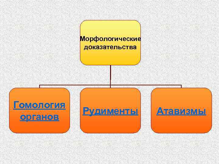   Морфологические   доказательства Гомология   Рудименты   Атавизмы органов