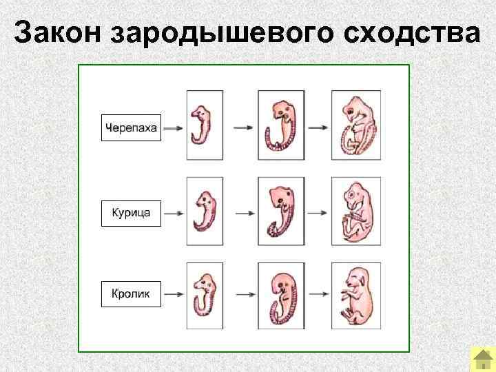 Закон зародышевого сходства 