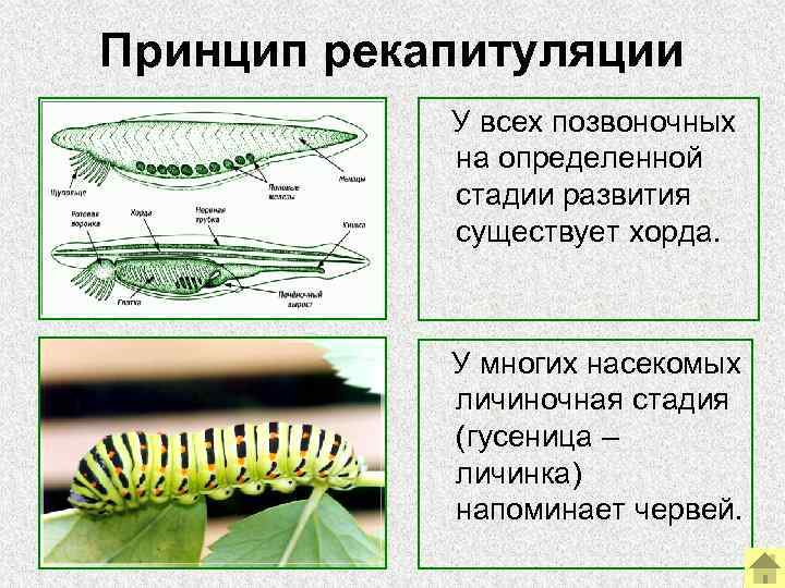 Принцип рекапитуляции    У всех позвоночных    на определенной 