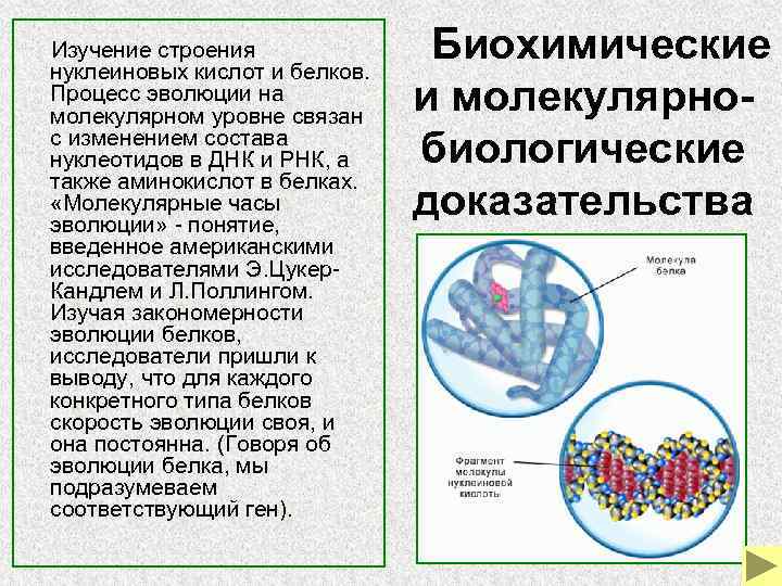      Биохимические    Изучение строения   нуклеиновых