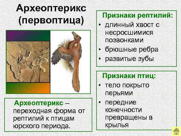  Археоптерикс     Признаки рептилий:  (первоптица)   • длинный