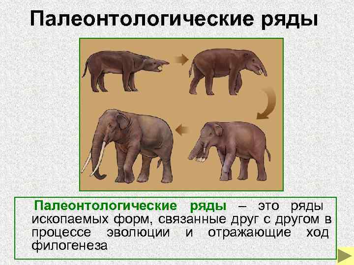  Палеонтологические ряды – это ряды    ископаемых форм, связанные друг с