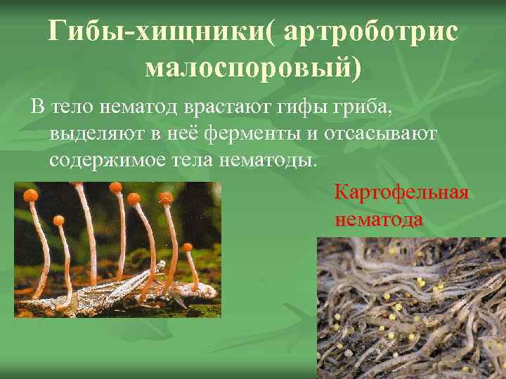  Гибы-хищники( артроботрис   малоспоровый) В тело нематод врастают гифы гриба, выделяют в
