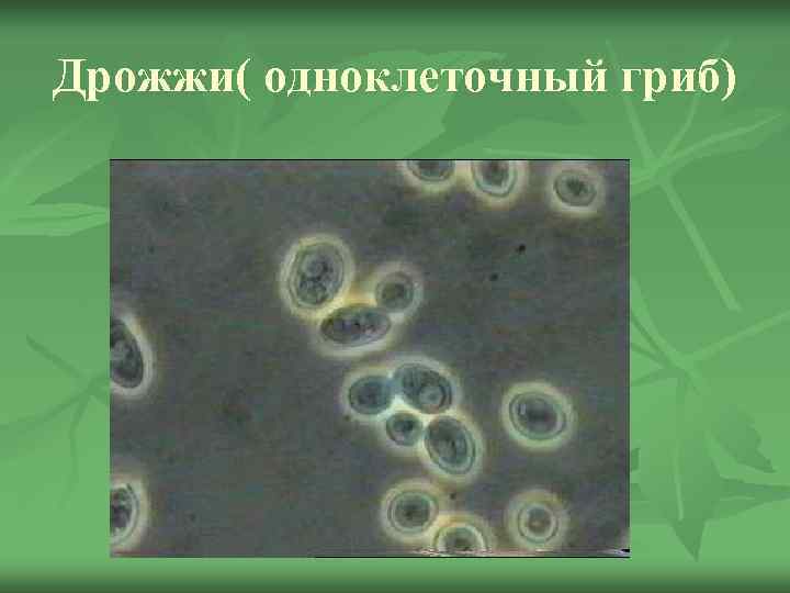 Дрожжи( одноклеточный гриб) 