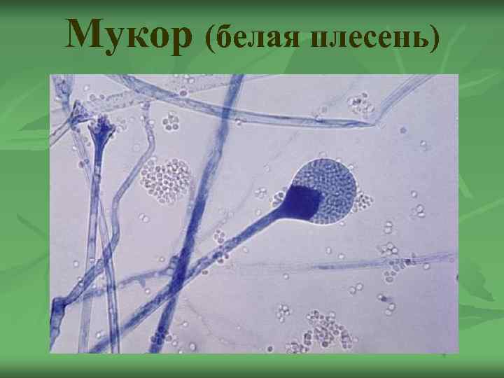 Мукор (белая плесень) 
