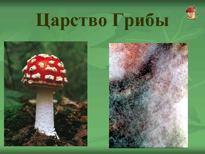 Царство Грибы 
