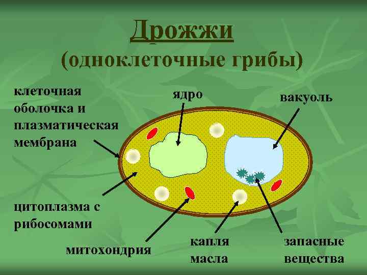    Дрожжи  (одноклеточные грибы) клеточная  ядро вакуоль оболочка и плазматическая
