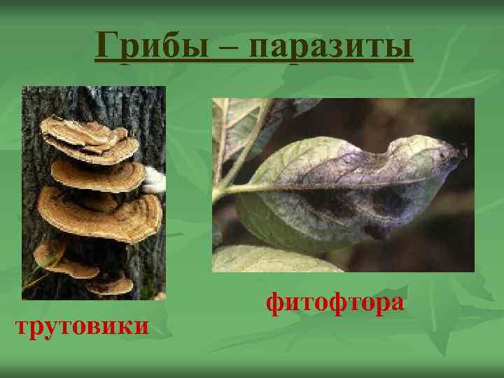  Грибы – паразиты   фитофтора трутовики 