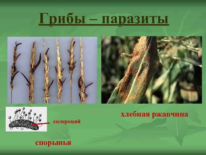 Грибы – паразиты    хлебная ржавчина  склероций  спорынья 