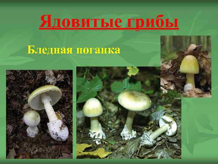  Ядовитые грибы Бледная поганка 
