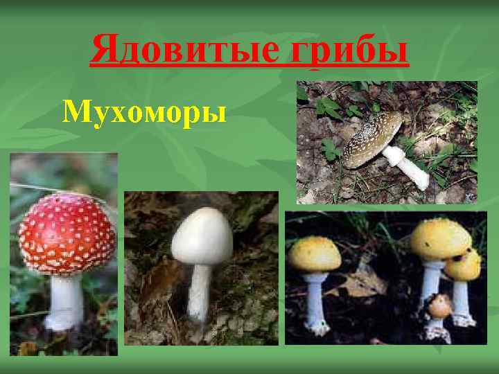  Ядовитые грибы Мухоморы 