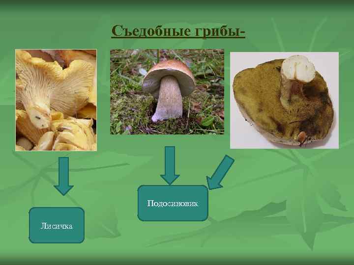    Съедобные грибы-    Подосиновик Лисичка 