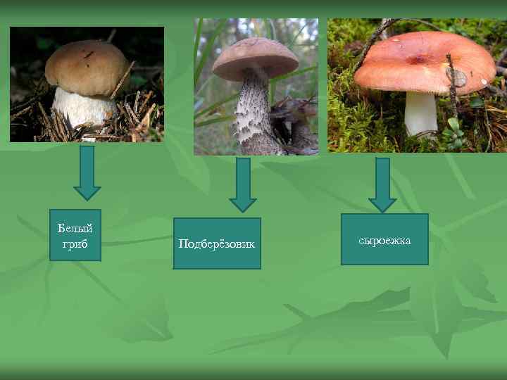 Белый  гриб  Подберёзовик  сыроежка 