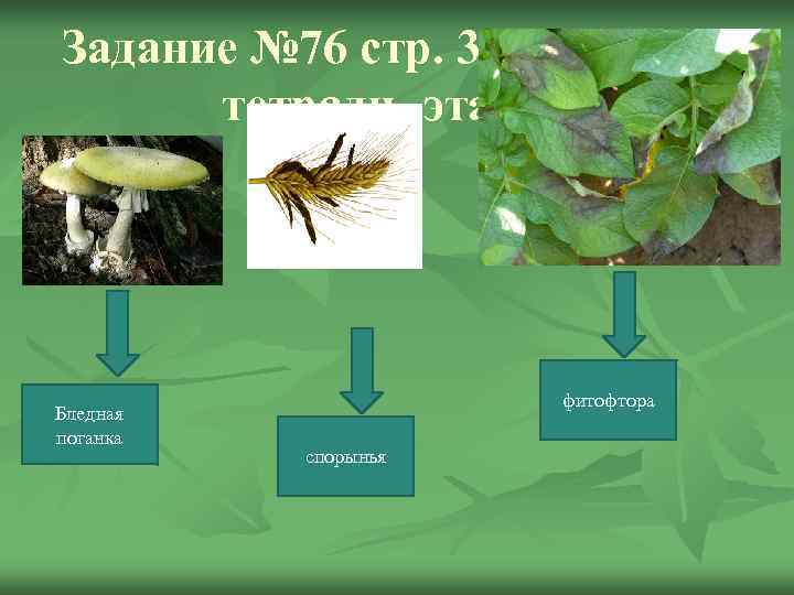 Задание № 76 стр. 37 в рабочей  тетради- эталон    