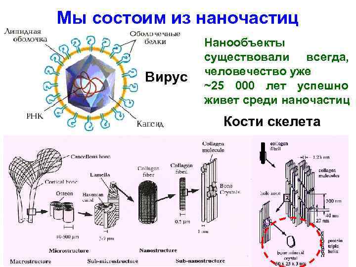 Мы состоим из наночастиц   Нанообъекты   существовали всегда,   человечество