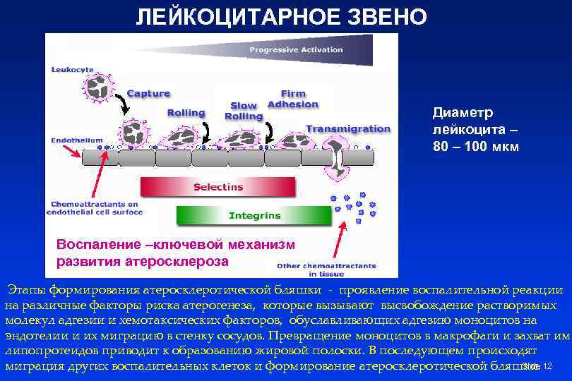     ЛЕЙКОЦИТАРНОЕ ЗВЕНО       Диаметр 