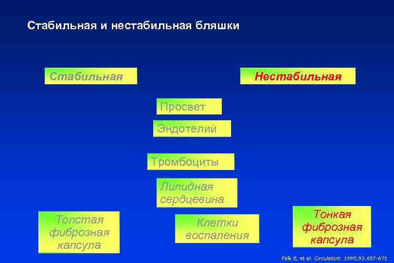Стабильная и нестабильная бляшки  Стабильная    Нестабильная    