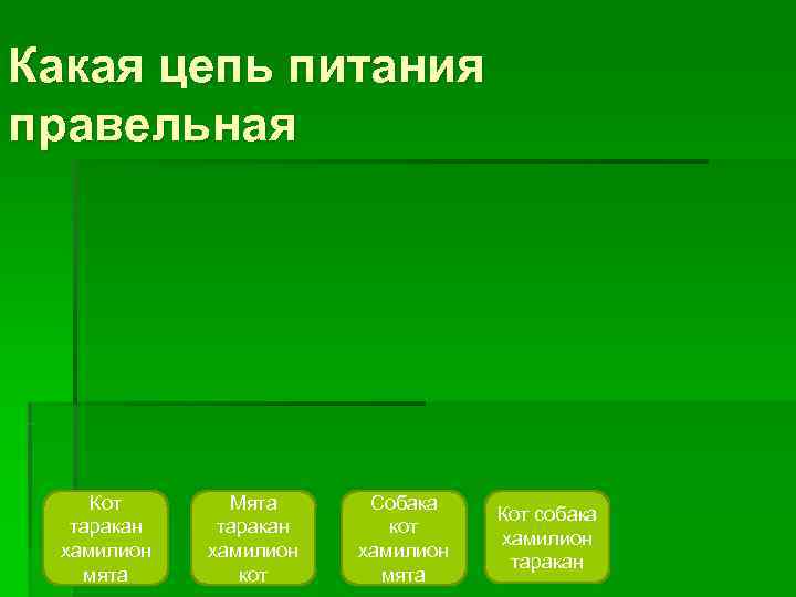 Какая цепь питания правельная   Кот  Мята Собака    