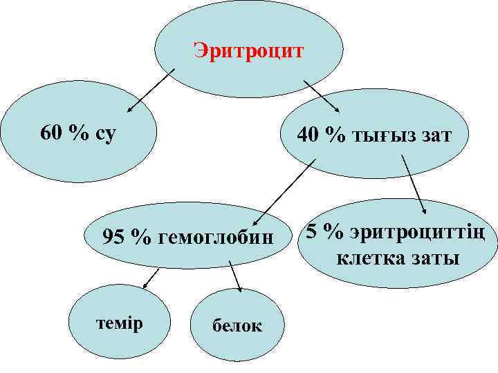    Эритроцит  60 % су    40 % тығыз