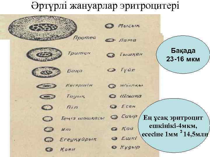 Әртүрлі жануарлар эритроцитері       Бақада    
