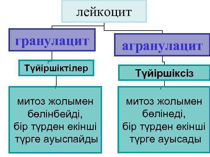   лейкоцит гранулацит   агранулацит  Түйіршіктілер    Түйіршіксіз 