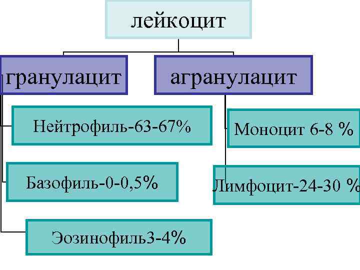    лейкоцит гранулацит   агранулацит  Нейтрофиль-63 -67% Моноцит 6 -8
