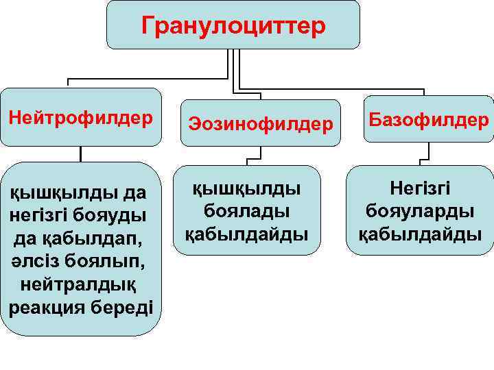   Гранулоциттер  Нейтрофилдер Эозинофилдер  Базофилдер  қышқылды да  қышқылды 