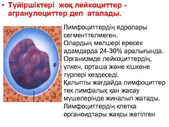  • Түйіршіктері жоқ лейкоциттер -  агранулоциттер деп аталады.   Лимфоциттердің ядролары