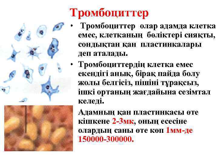 Тромбоциттер • Тромбоциттер олар адамда клетка  емес, клетканың бөліктері сияқты,  сондықтан қан