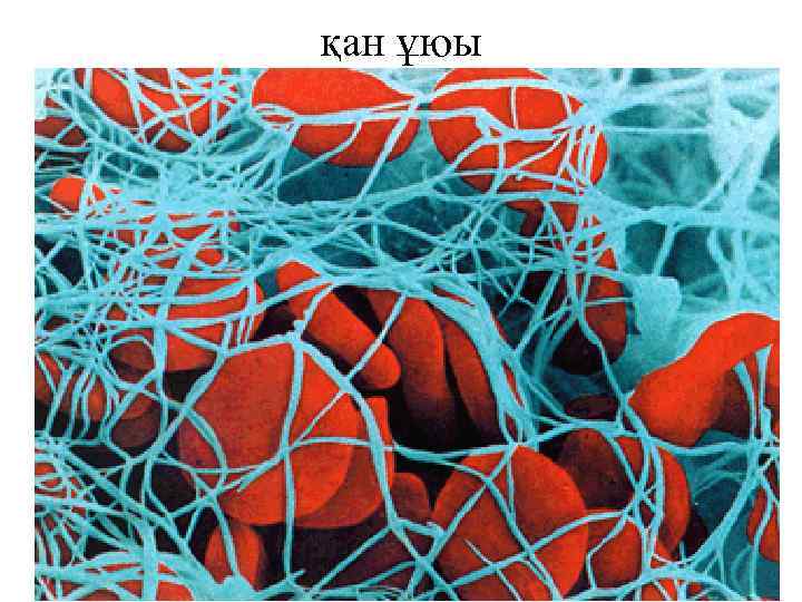 қан ұюы 