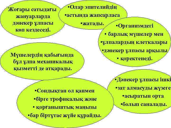 Жоғары сатыдағы • Олар эпителийдің  жануарларда  • астында жапсарласа дәнекер ұлпасы 