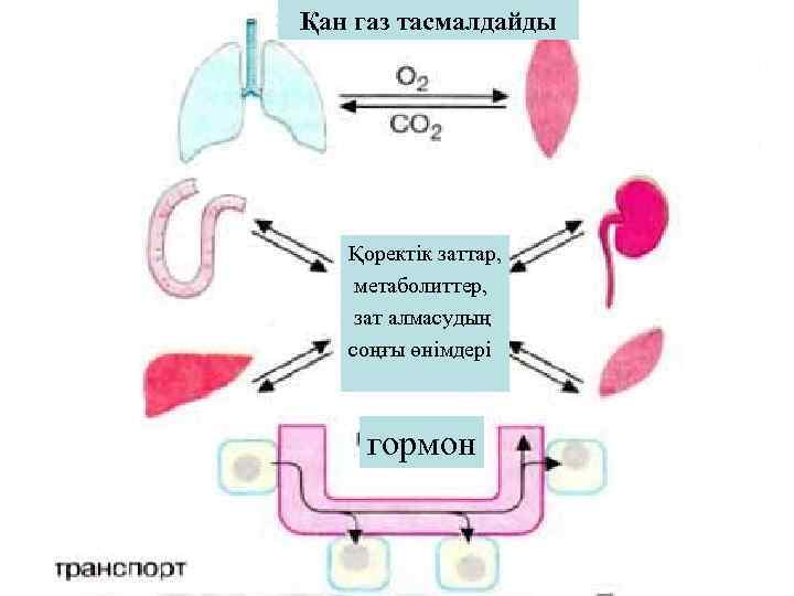 Қан газ тасмалдайды  Қоректік заттар, метаболиттер, зат алмасудың  соңғы өнімдері  