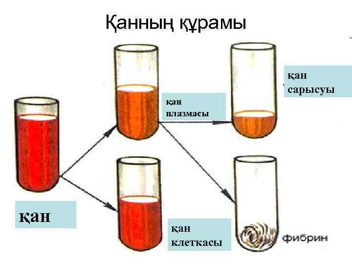  Қанның құрамы     қан    сарысуы  қан