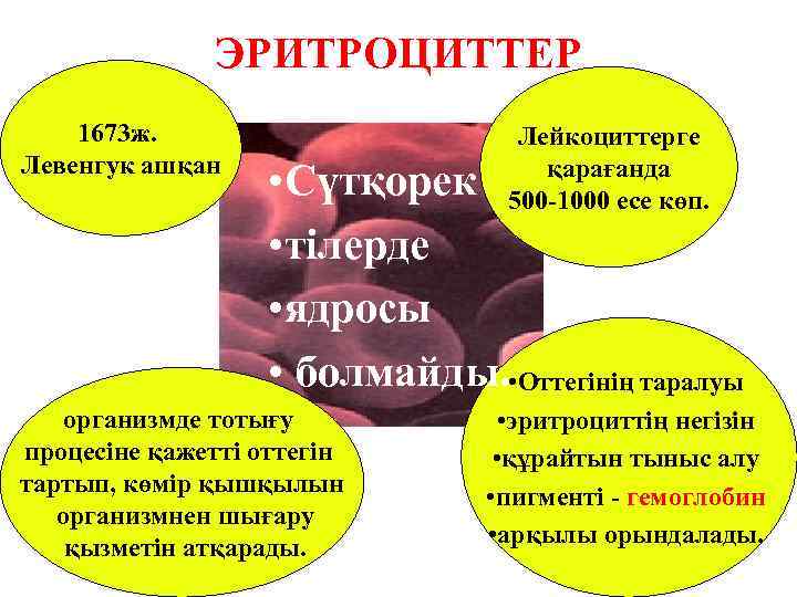     ЭРИТРОЦИТТЕР 1673 ж.     Лейкоциттерге Левенгук ашқан