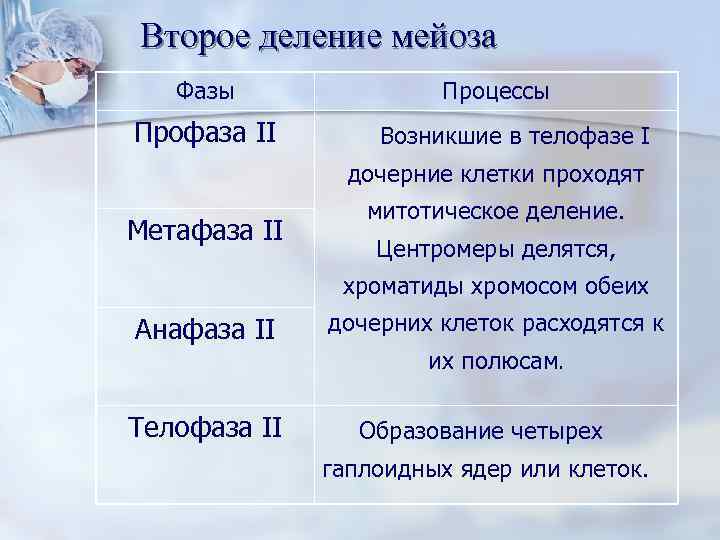 Второе деление мейоза  Фазы   Процессы Профаза II  Возникшие в телофазе