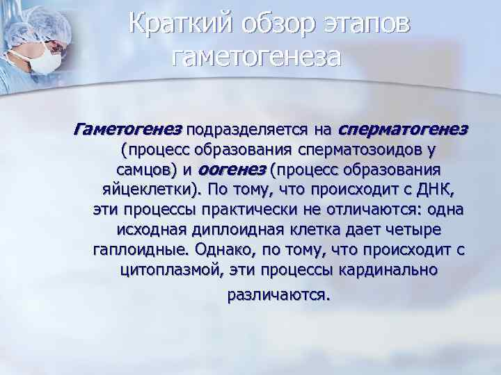 Краткий обзор этапов  гаметогенеза Гаметогенез подразделяется на сперматогенез  (процесс образования сперматозоидов