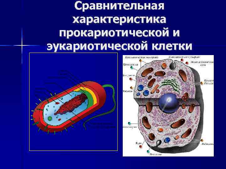   Сравнительная характеристика  прокариотической и эукариотической клетки 